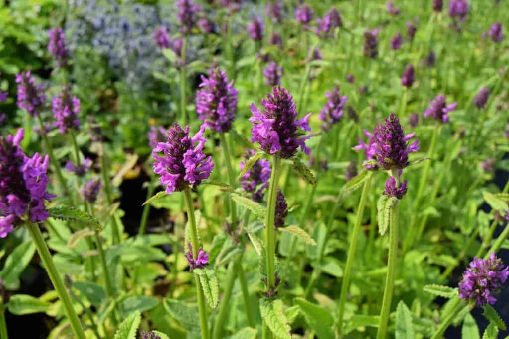 Stachys officinalis 'Hummelo' ---
